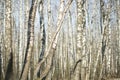 Wall of white birches. A birch grove in the spring Royalty Free Stock Photo