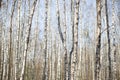 Wall of white birches. A birch grove in the spring Royalty Free Stock Photo