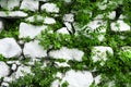 Wall of white stone with leaves and plants. Royalty Free Stock Photo