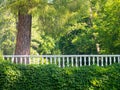 Wall with wild grapes and white railing against the background o Royalty Free Stock Photo