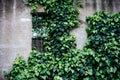 A wall with window covered with ivy vine green leaves. Natural background with climbing plant. Vertical gardening Royalty Free Stock Photo