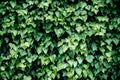 A wall with window covered with ivy vine green leaves. Natural background with climbing plant. Vertical gardening Royalty Free Stock Photo