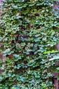 The wall is with a window. Green ivy. Concept background and tex Royalty Free Stock Photo