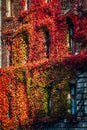 Wall of yellow and orange and red ivy wrapped around the house. Hedera helix. Original texture of natural greenery. Background of