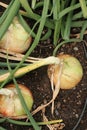 Walla Walla Sweet Onions Royalty Free Stock Photo