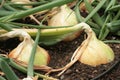 Walla Walla Sweet Onions Royalty Free Stock Photo