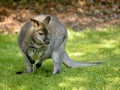 Wallabies of Bennet Royalty Free Stock Photo