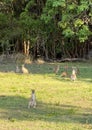 Wallabies in Kakadu national park