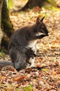 Wallabies Royalty Free Stock Photo