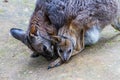 Wallaby with Joey in her pouch