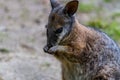 Wallaby portrait eating