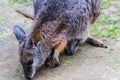 Wallaby with Joey in her pouch