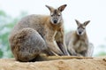 Wallabies Royalty Free Stock Photo