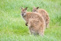 Wallabies Royalty Free Stock Photo