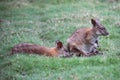 wallabies in a zoo - australia Royalty Free Stock Photo