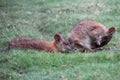 wallabies in a zoo - australia Royalty Free Stock Photo