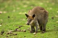 Wallaby Royalty Free Stock Photo
