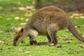 Wallaby