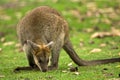 Wallaby Royalty Free Stock Photo