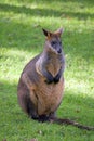 Wallaby Royalty Free Stock Photo