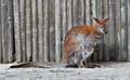 Wallaby Royalty Free Stock Photo