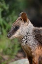 Wallaby Royalty Free Stock Photo