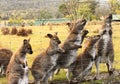 Five Australian Wallabies stand together with different postures