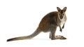 Wallaby Royalty Free Stock Photo