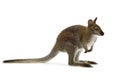 Wallaby