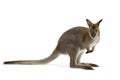 Wallaby Royalty Free Stock Photo