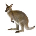 Wallaby