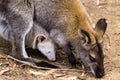 Wallaby with albino Joey Royalty Free Stock Photo