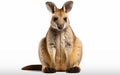 Wallaby animal isolated on a transparent background.