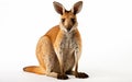 Wallaby animal isolated on a transparent background.