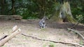 Wallaby animal latin name Macropus rufogriseus is sitting on the ground. Cute animal naturaly living in Australia and Tasmania.