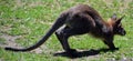 Wallaby Is Any Animal Belonging To The Family Macropodidae