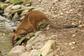 Wallaby drinking Royalty Free Stock Photo