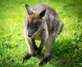 Wallaby Royalty Free Stock Photo