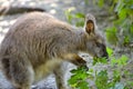 Wallaby of Bennet Royalty Free Stock Photo