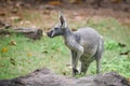 Wallaby of Bennet or Red-necked wallabies - Macropus rufogriseus on grass , kangaroo Royalty Free Stock Photo