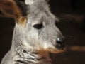Wallaby close up image Royalty Free Stock Photo