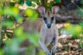 Wallaby close up shot in the forest in Australia Royalty Free Stock Photo