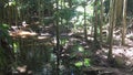 Subtropical rainforest Mary Cairncross Scenic Reserve 01