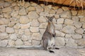 Wallaby