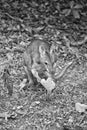 Wallaby eating bread near Kuranda
