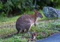 Wallaby Eating Grass next to the Road, Queensland, Australia