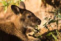 A wallaby eating green leaves in the sunlight