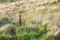 Wallaby with grass in its mouth at Nobbies, Phillip Island, Victoria, Australia Royalty Free Stock Photo