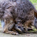 Wallaby with Joey in her pouch