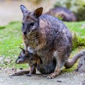 Wallaby with Joey in her pouch